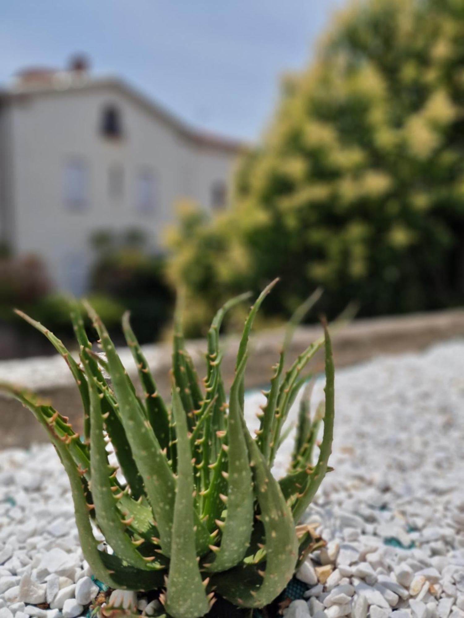 Maison Ping ,En Face Des Arenes Beziers Exterior photo